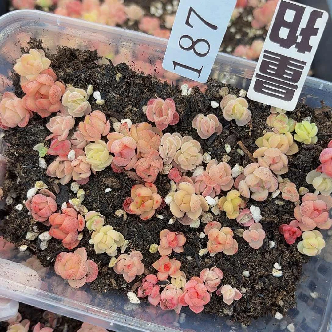 多肉植物多肉植物187量拍