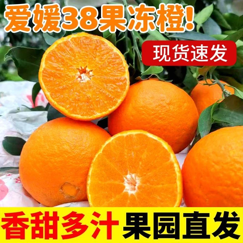 四川香橙爱媛果冻橙(果王)现摘现发
