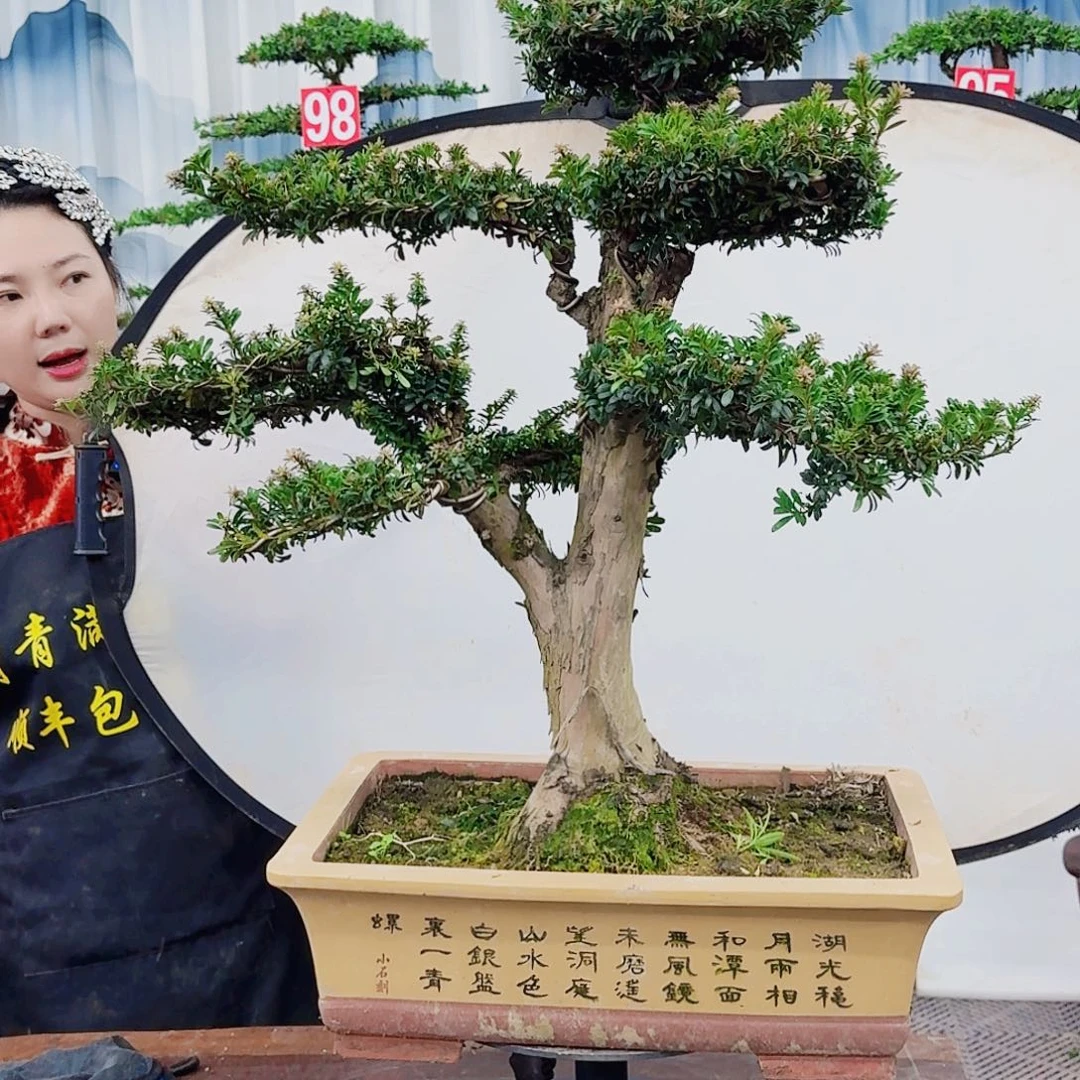 无花朵罗汉松一物一拍888