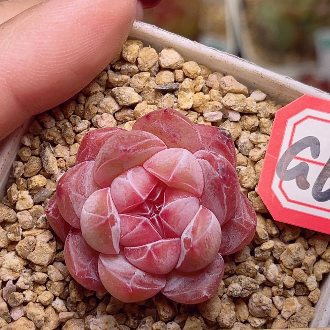 G635一物一拍  虹光