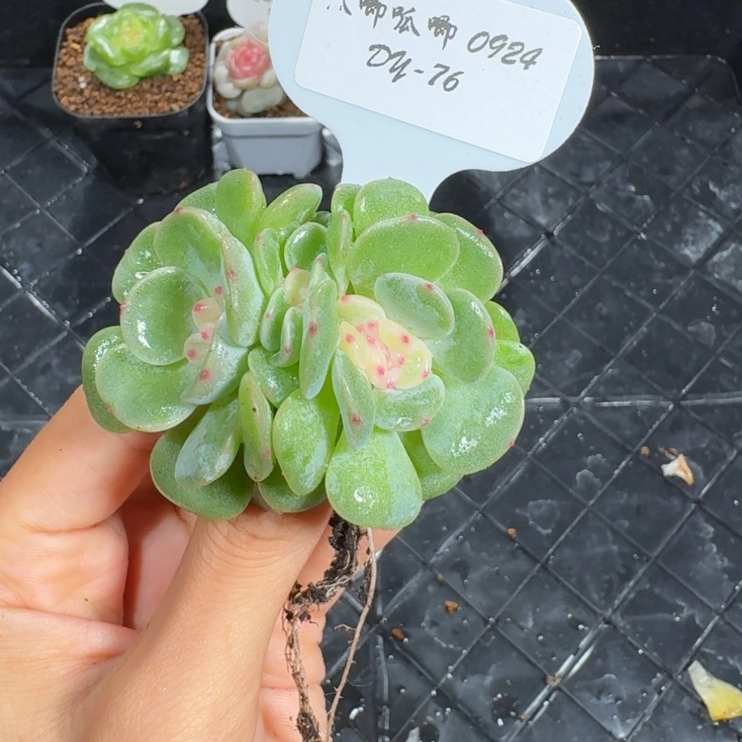 0924-76-汉白玉一颗