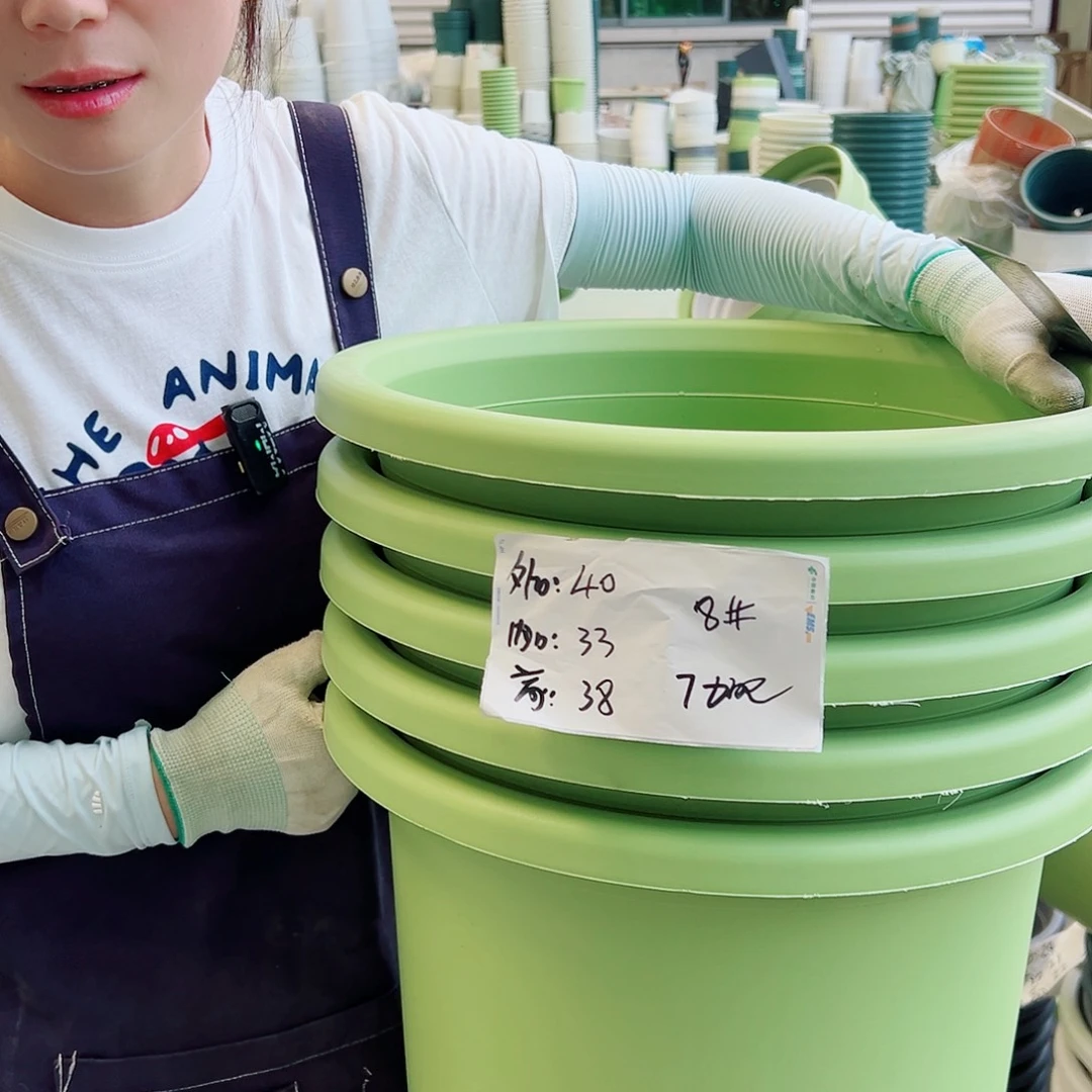 四季盆8#果绿5个无托