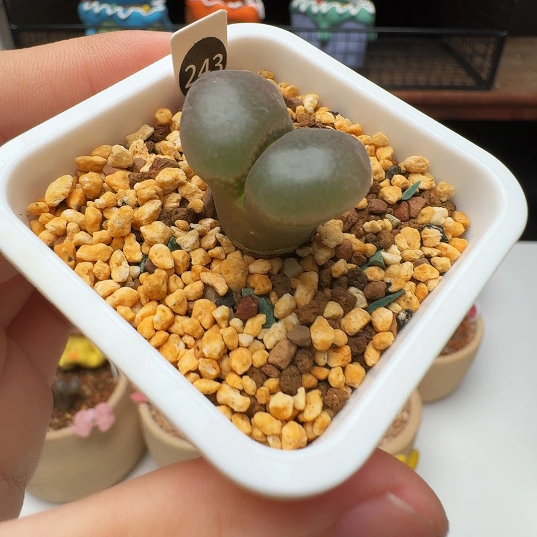 多肉植物福利风铃243
