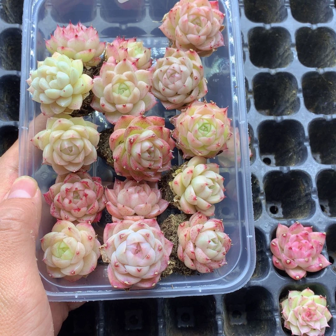 反反复复还是很开心041