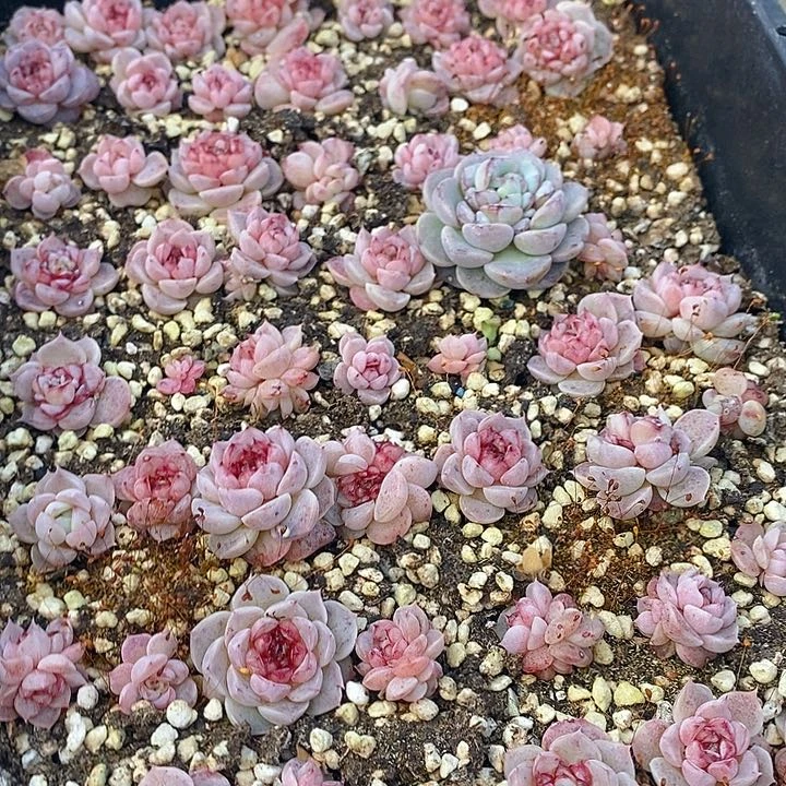 89 多肉植物盆栽花卉植物