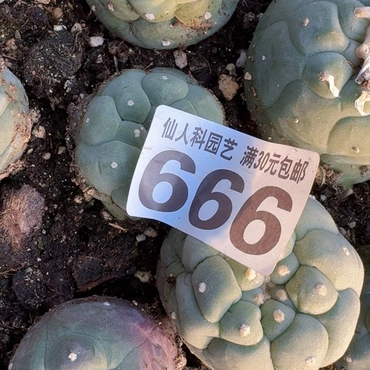 扬**航两个自根仙仙人球666