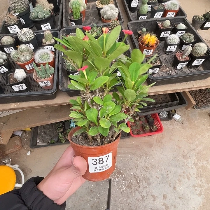 387虎刺梅（满18包邮）