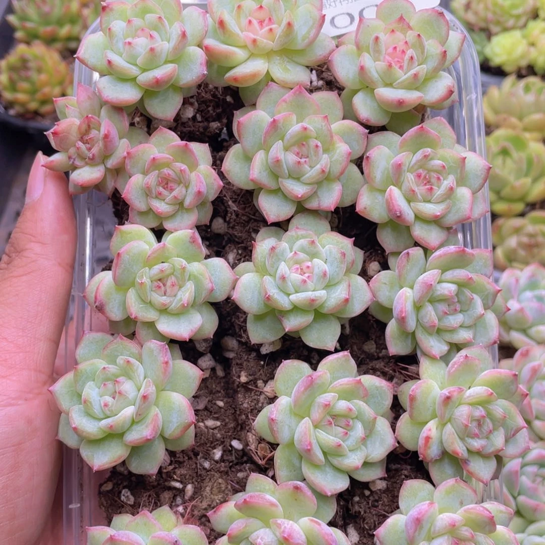 云糖心多肉植物005