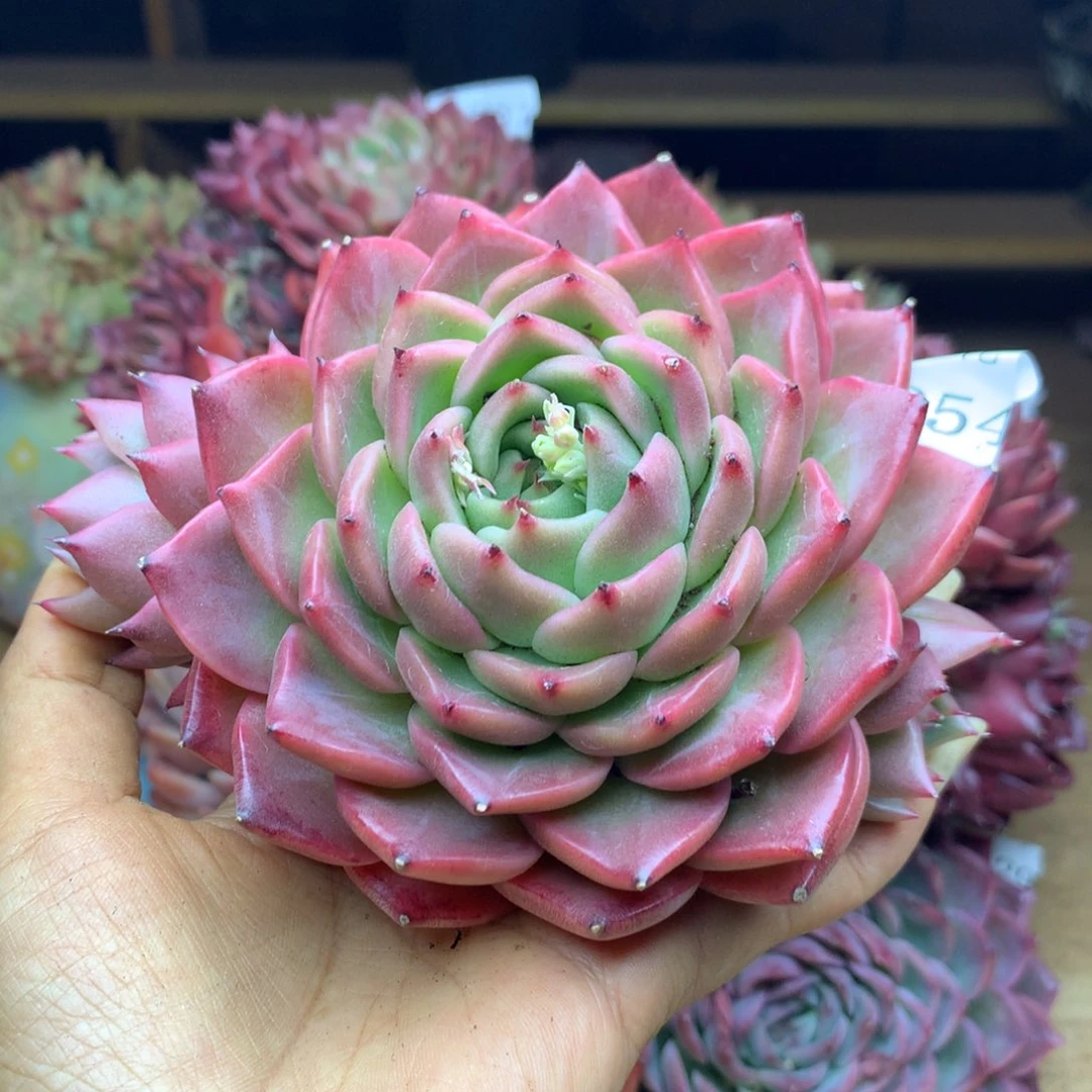 1854杂交精品基地13冠