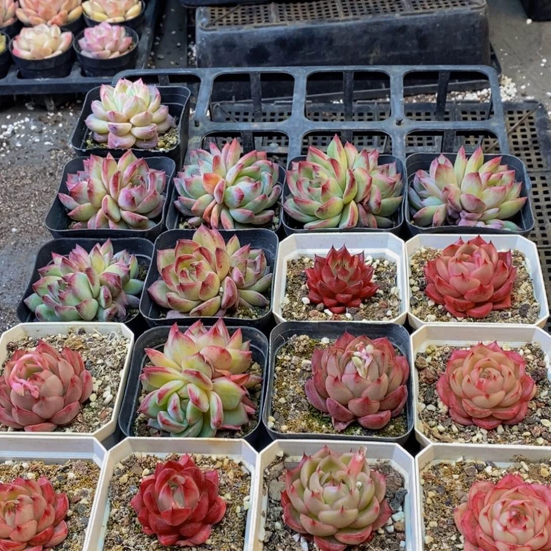 938多肉植物纤维面膜