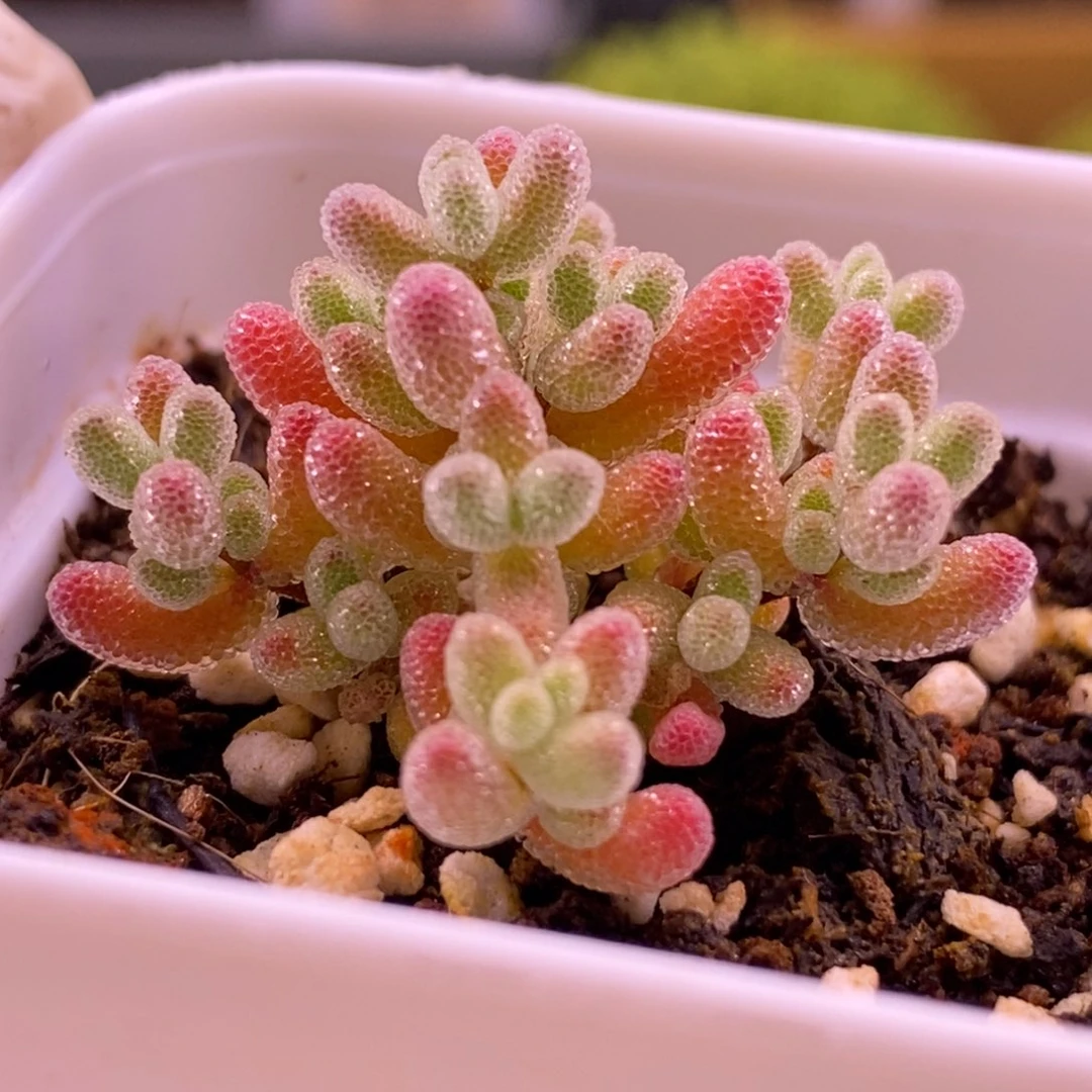 比***晴305西柚色冰晶