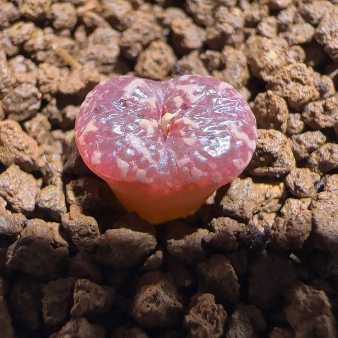 动***动肉锥多肉植物组合-泡泡勋577