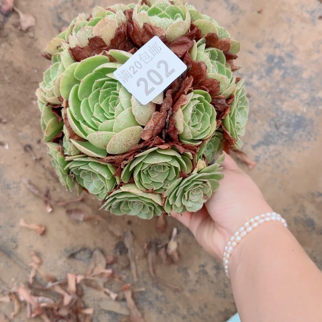 沙拉202满20包邮断枝不包