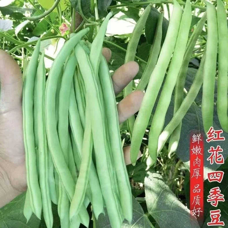 【满5包包邮】摘不败四季豆种子高产早熟爬藤四季播春季架豆角蔬菜