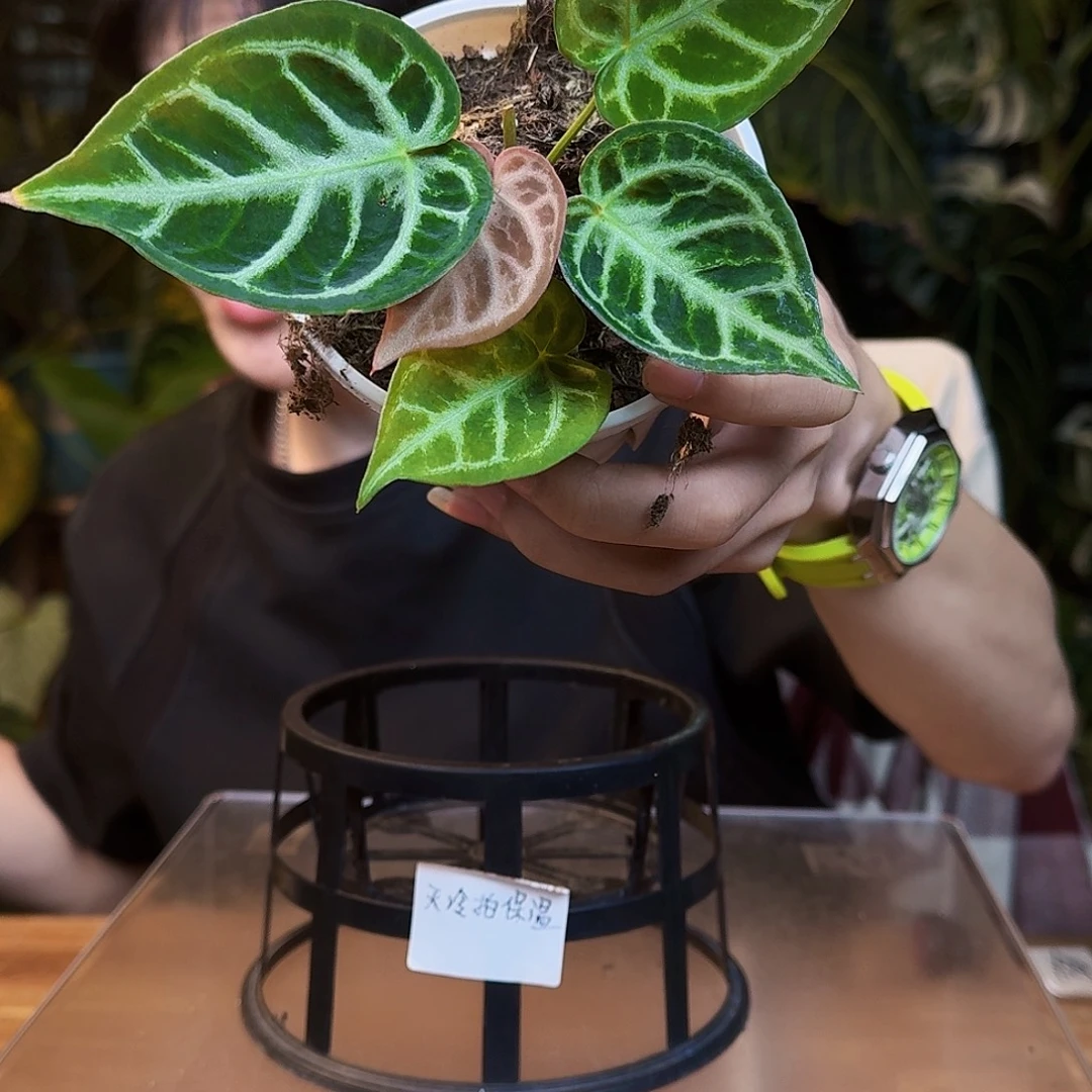 完全开放V80印尼硬叶铜锣烧杂银色面纱