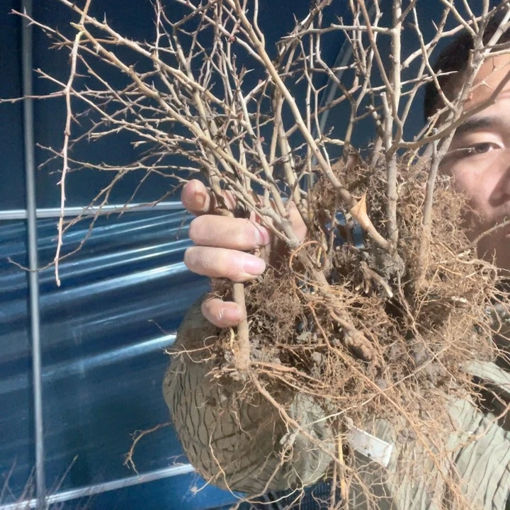 原生长寿梅海棠花一颗