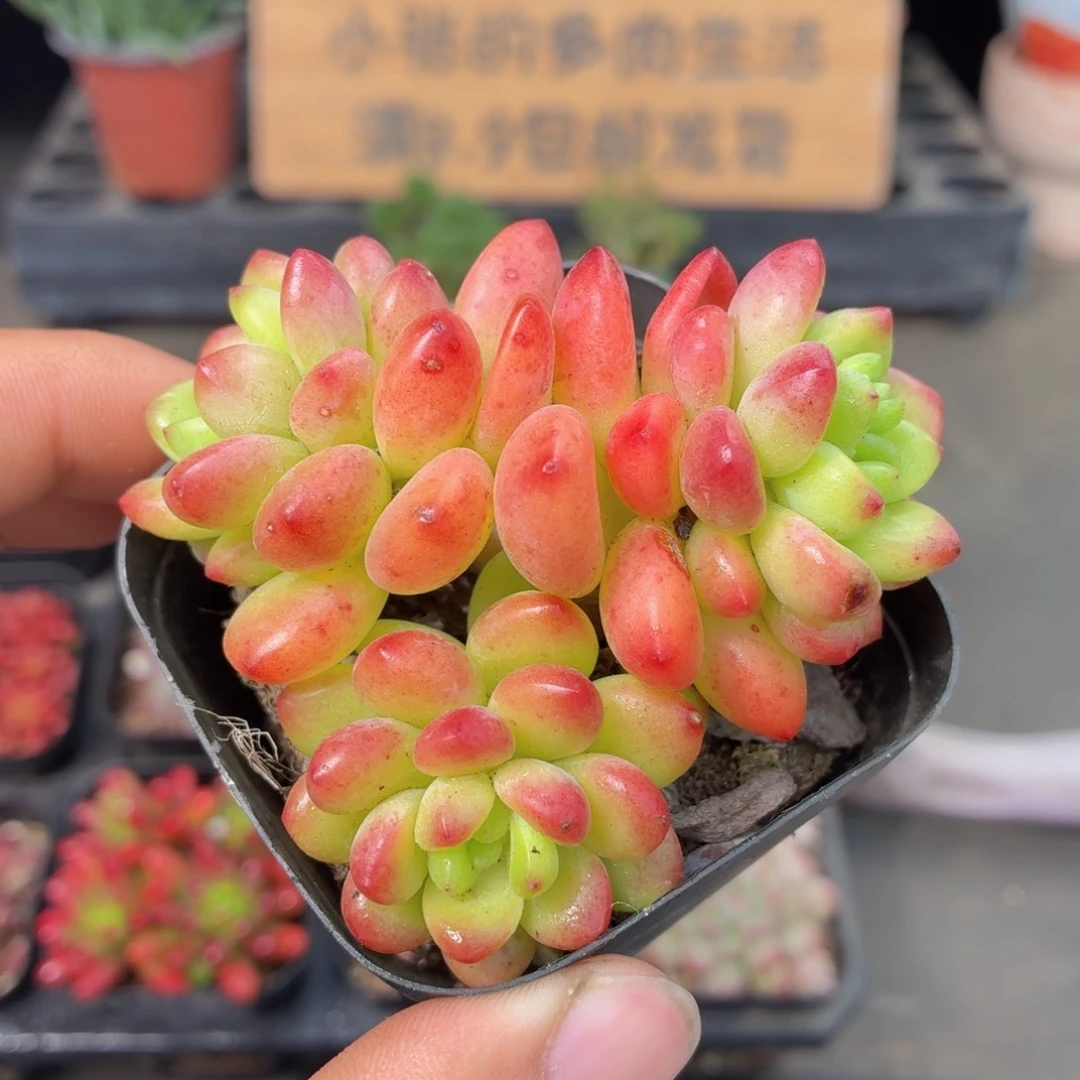 香格里拉多肉9.9包邮发货