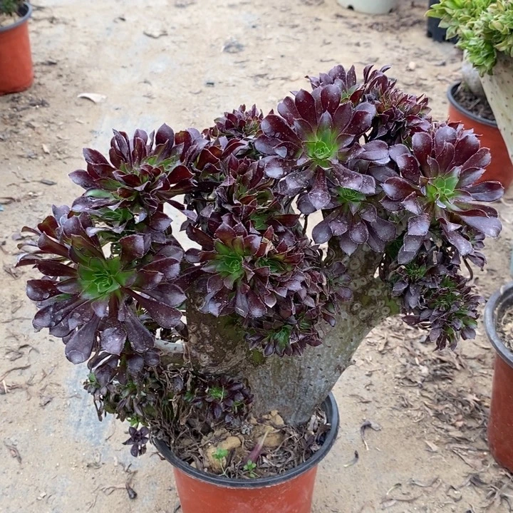 黑法缀多肉植物14