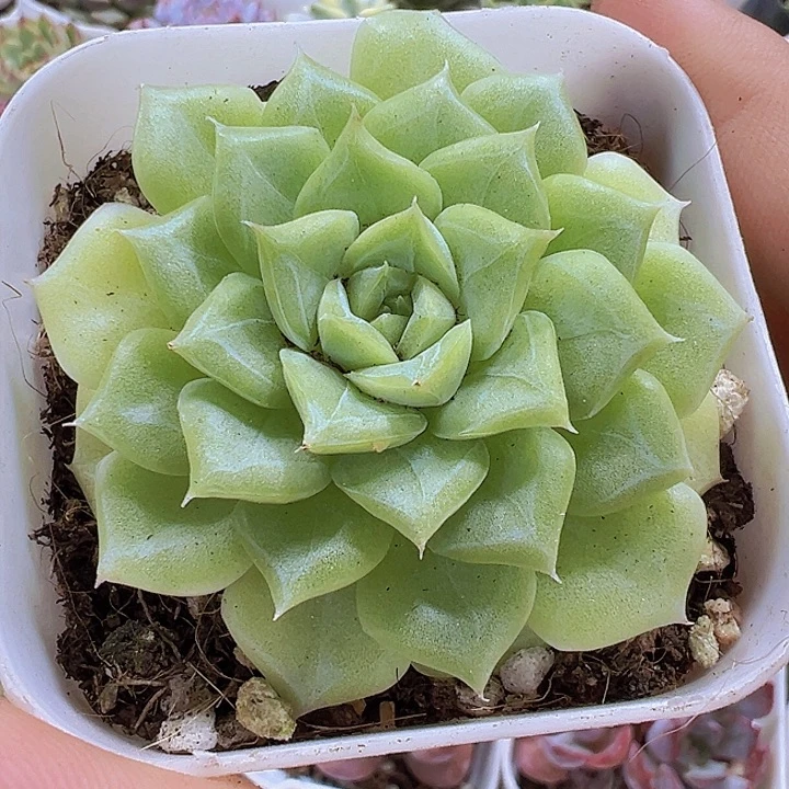 白天鹅19包邮多肉植物