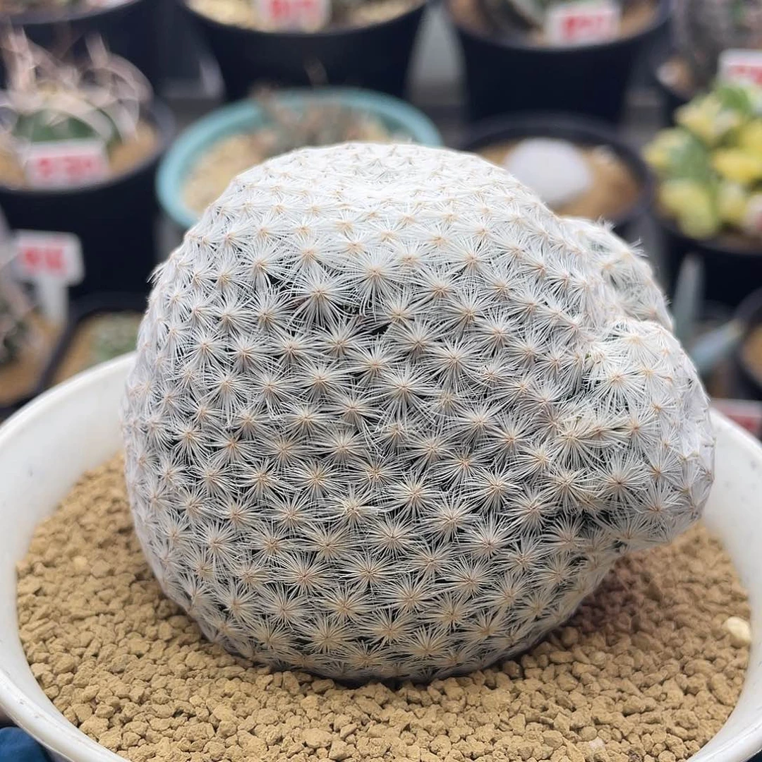 大玉白鸟群仙人球