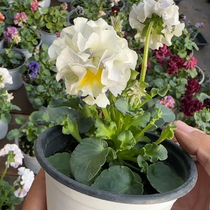 A***i无花朵角堇小苗一物一拍