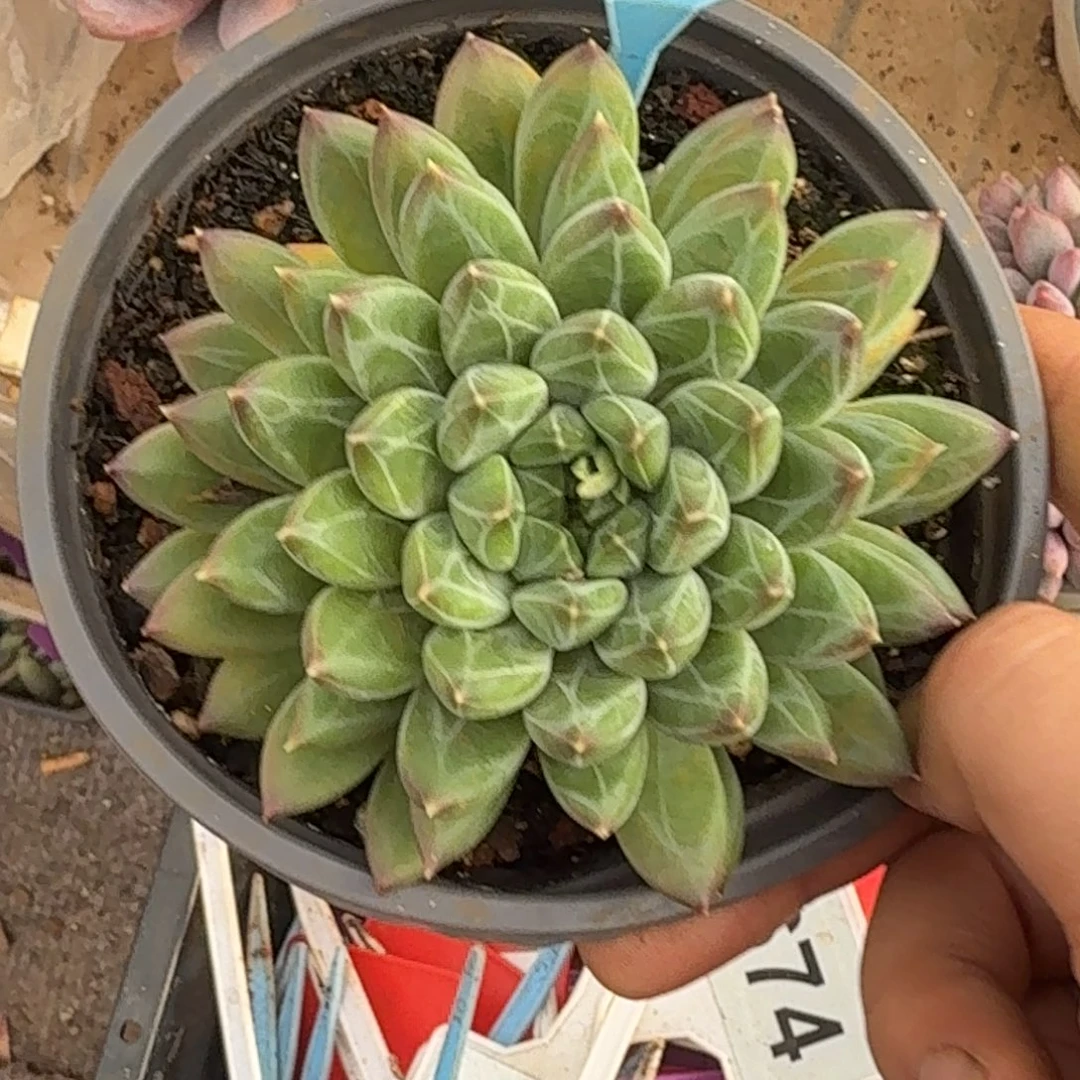 多肉植物雪花美人548