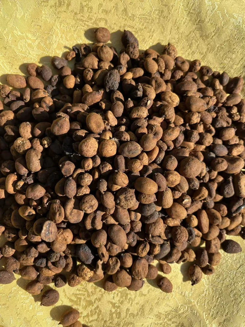 【主播精选】山货  地下明珠 2