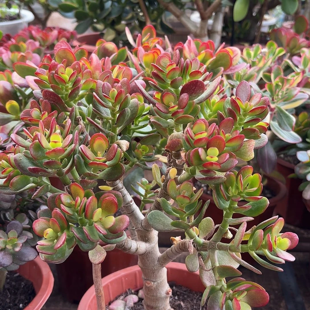 8280糖果姬红摇钱树带盆发