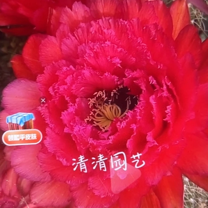 清清荣耀加强根瑕疵黑点