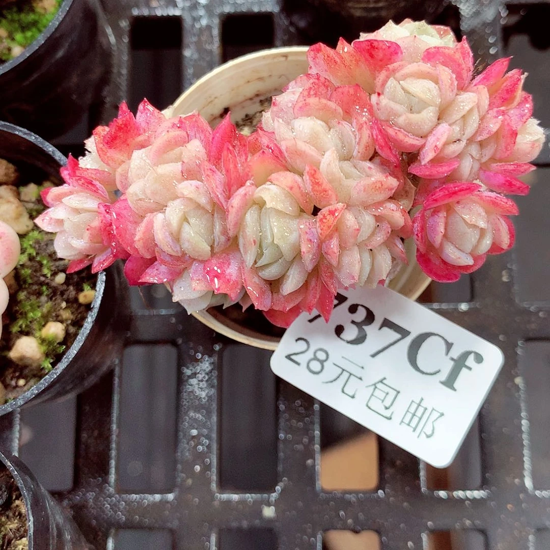 5厘米盆精控多肉737