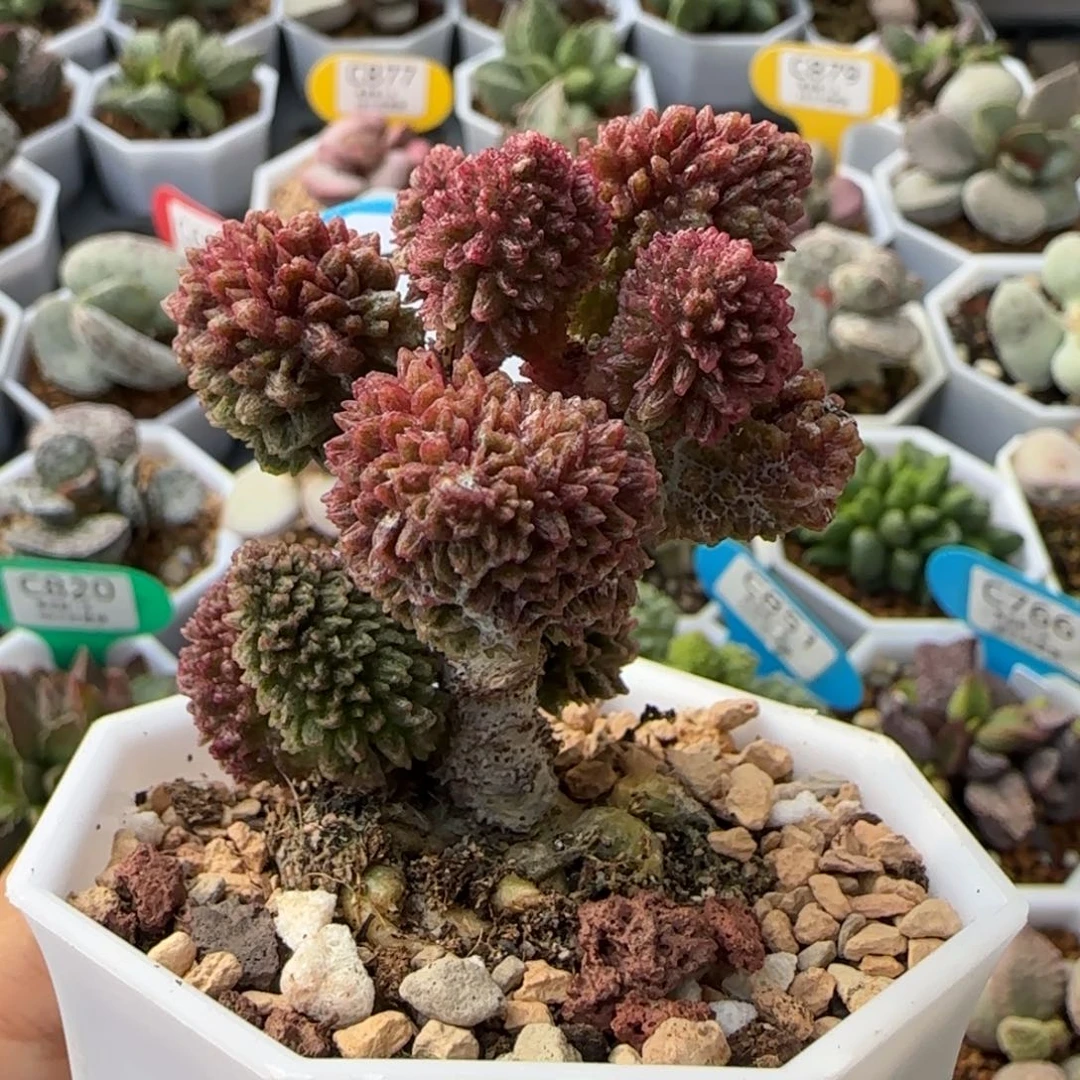 朱紫玉老桩 多肉水泡918。