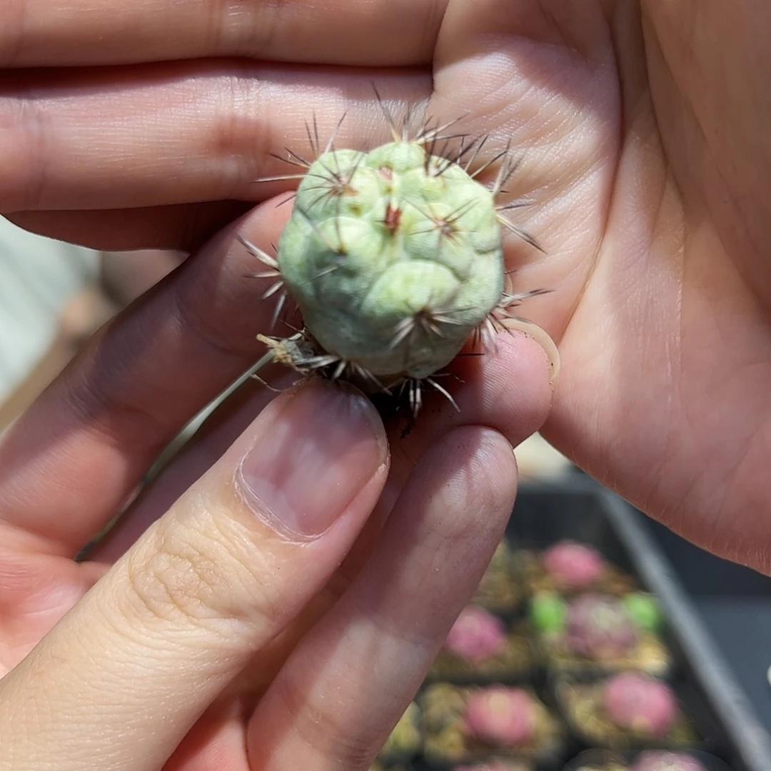 2cm自根矮圆帝王丸