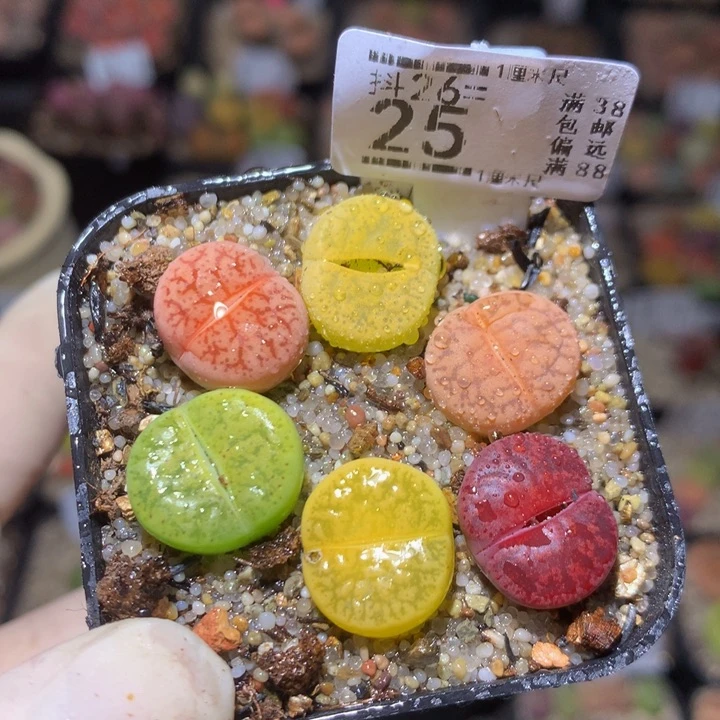 精品生石花26.25