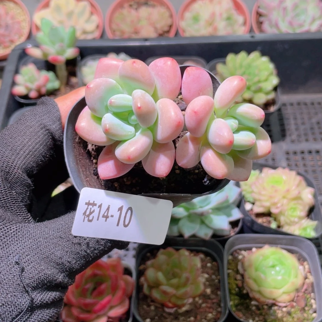 花利美14-10洛神双头