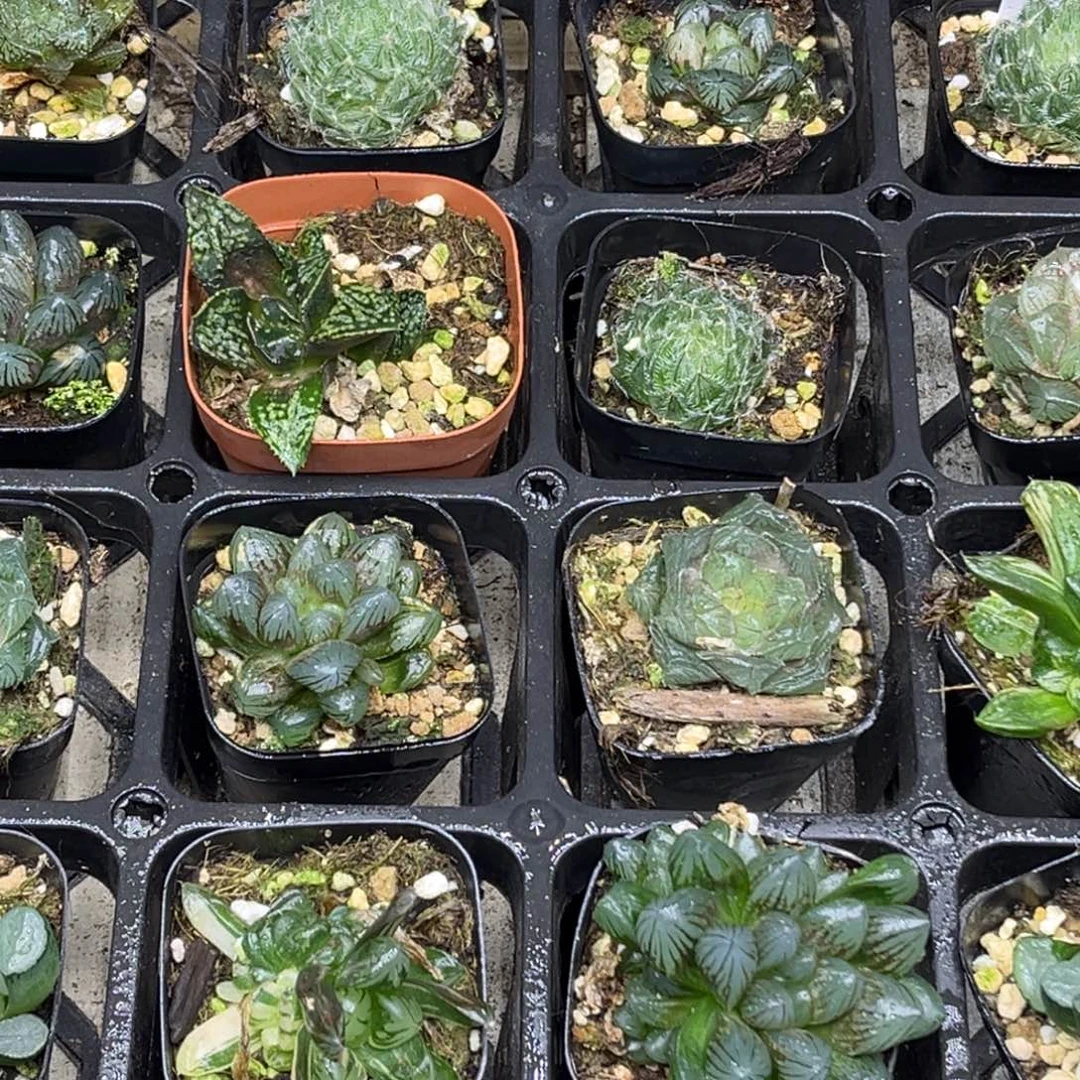 59 脱土包邮8颗福利