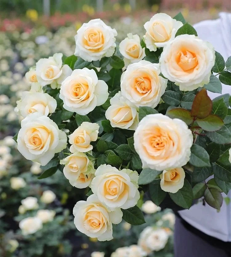 【初见花园】蜜桃雪山 根接1加仑 月季切花复花庭院抗病耐热玫瑰