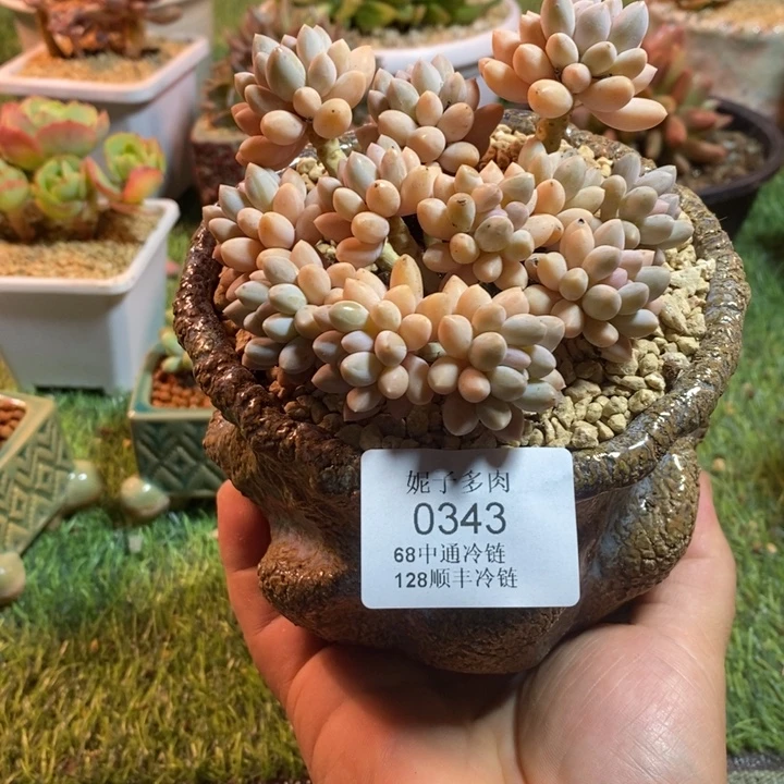 0343啊啊啊啊啊啊啊啊啊啊