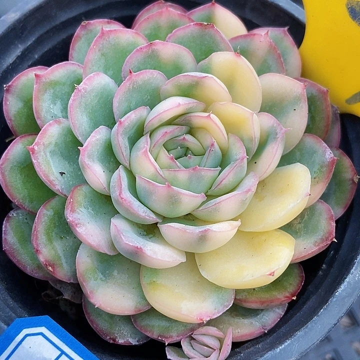 多肉植物草莓冰锦627