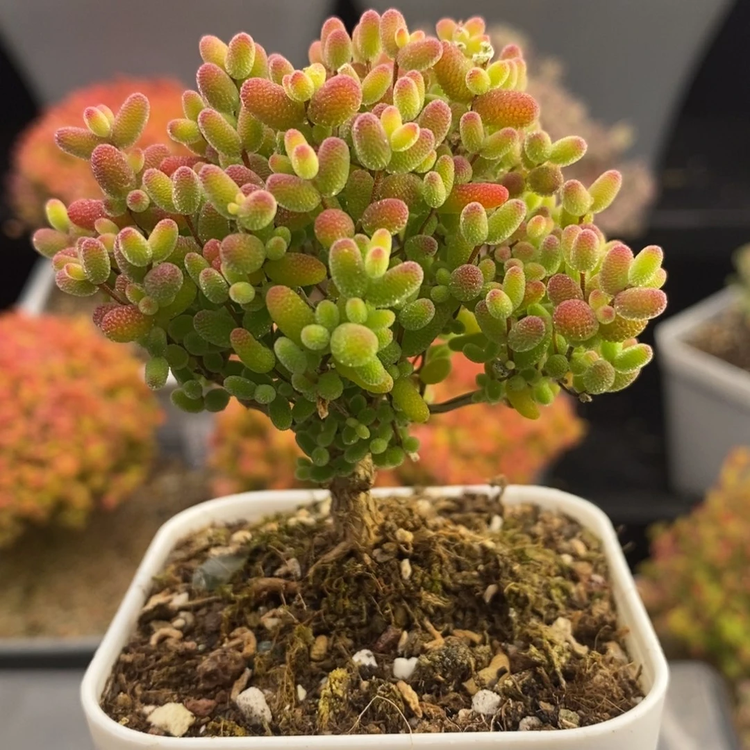 完全开放6号蜜橘糖球（6.5cm）