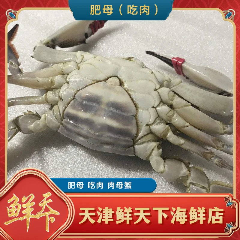 【保鲜不保活】本地精品特大肉母蟹 一斤2只左右 单只5-7两左右掉爪
