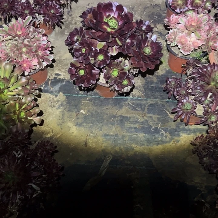 不包侧枝一物一拍62