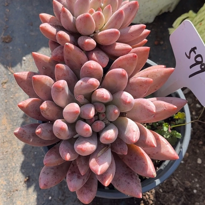 599 0000000000000000