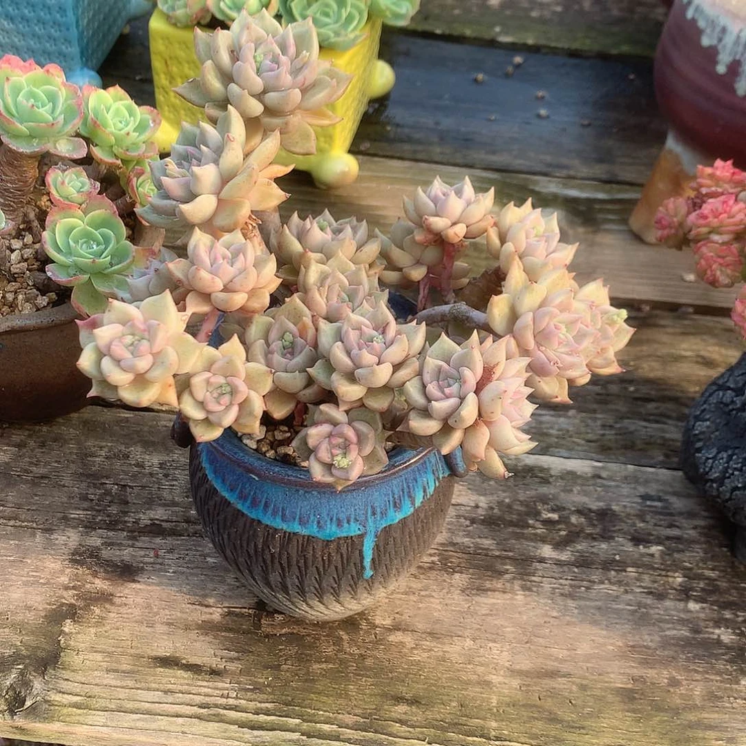 微**～璀璨多肉植物脱土