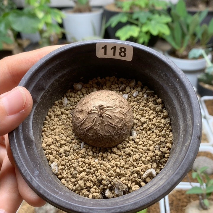 南非龟甲龙3.3cm带盆118