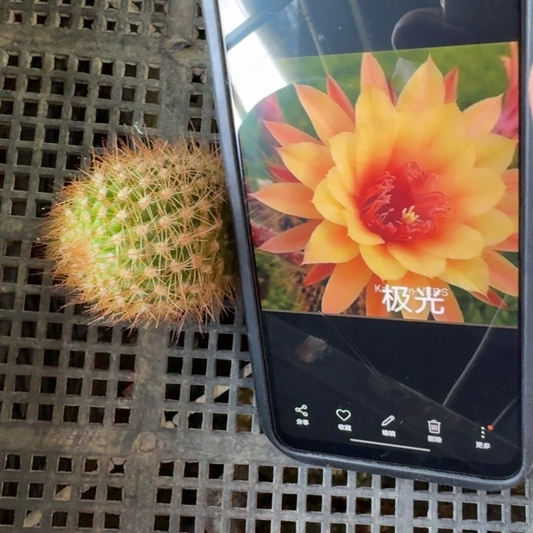 376金妞极光歪4公分左右无根侧牙，20包邮