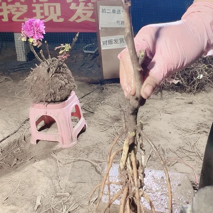 当前无花栽培后可以开花紫二桥