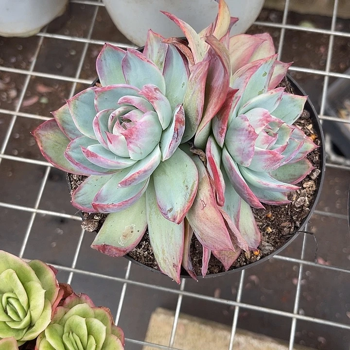 晨语多肉一物一拍惊鸿