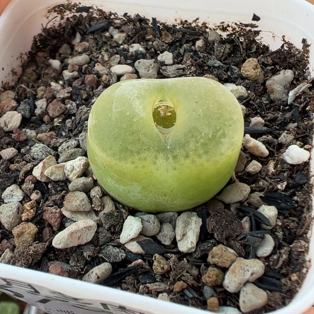 673欧泡带盆土发货