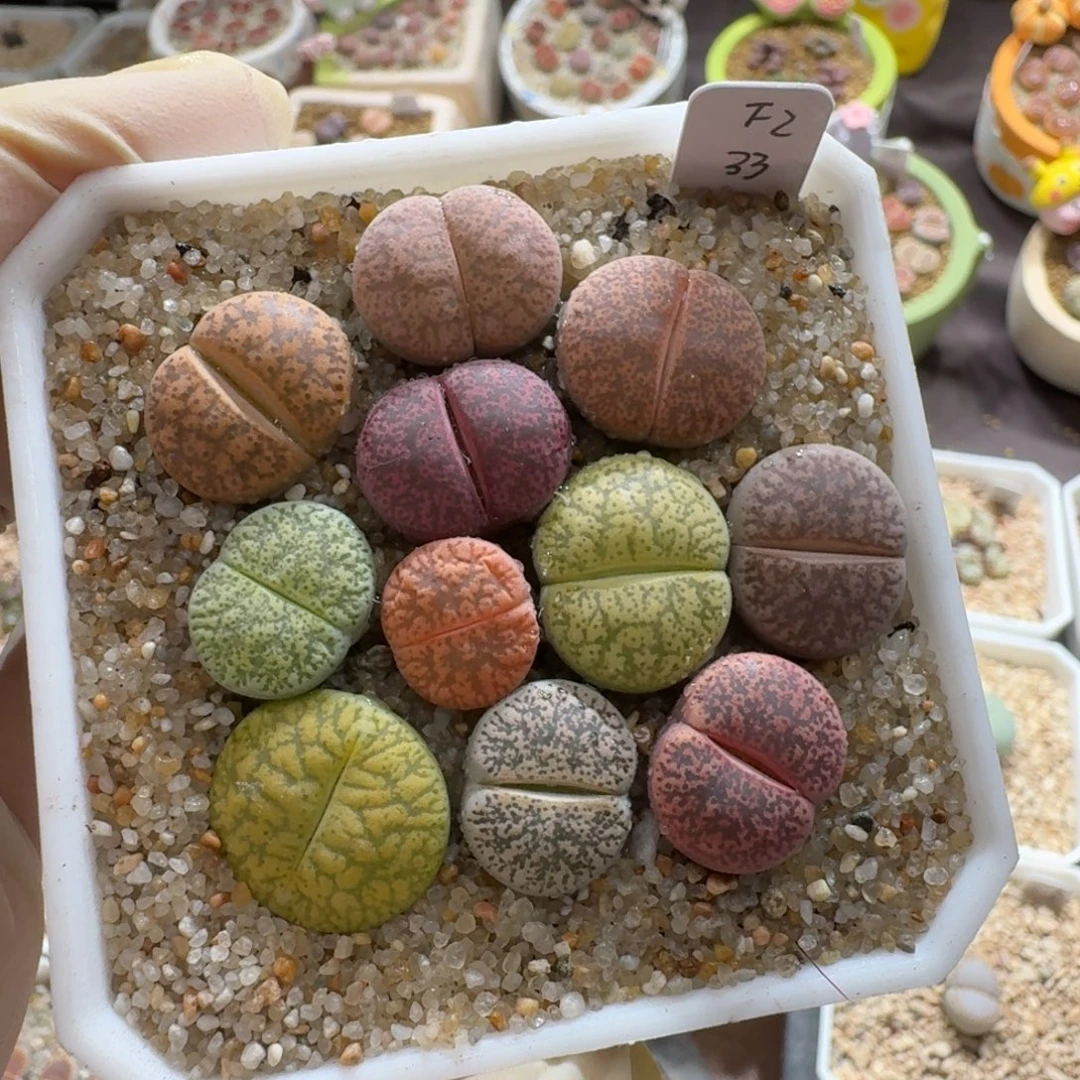 橘***儿0915-077生石花花花