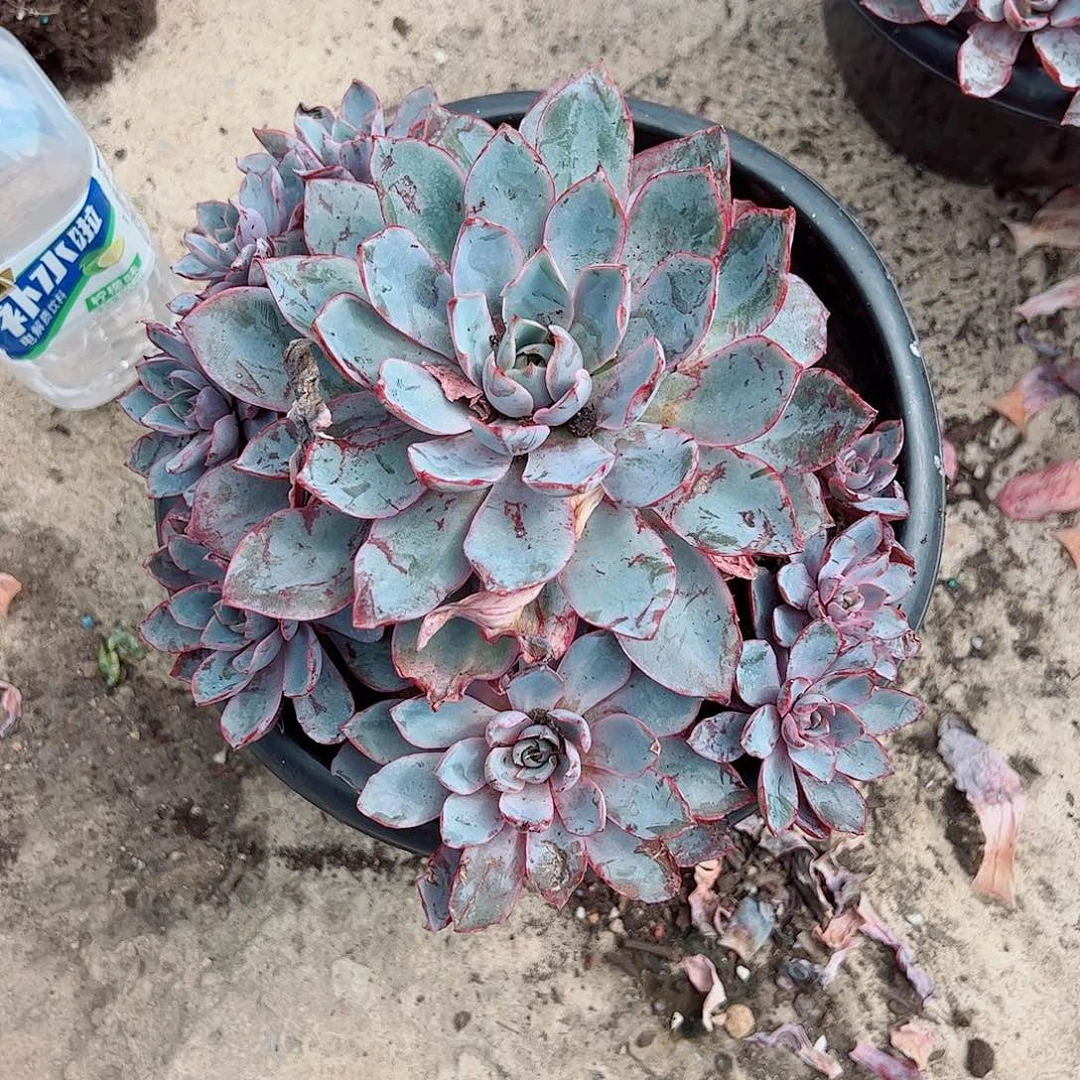 血斑赫拉多头手捧无砍